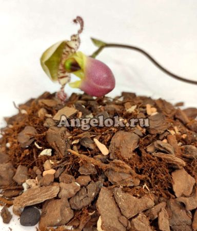 фото Грунт для башмачков "Ангелок" 1л от магазина магазина орхидей Ангелок