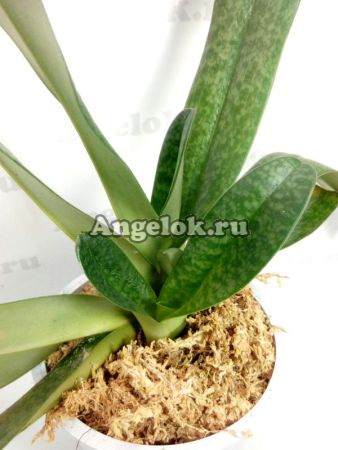 фото Пафиопедилум Ролфи (Paph.Rolfei) от магазина магазина орхидей Ангелок