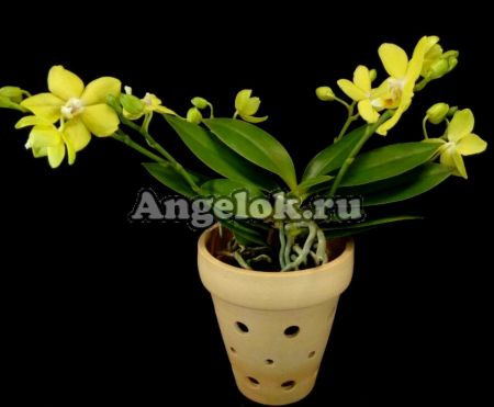 фото Фаленопсис (Phalaenopsis Table Masterpiece Yellow) от магазина магазина орхидей Ангелок