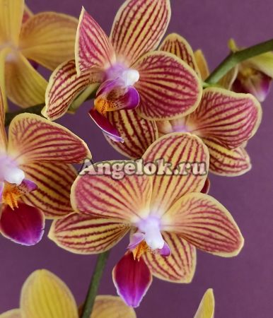 фото Фаленопсис (Phalaenopsis Goldstaff) от магазина магазина орхидей Ангелок