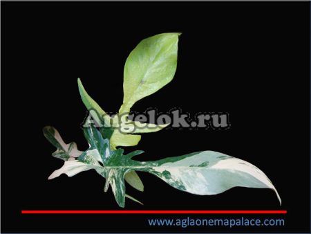 фото Филодендрон Маска (Philodendron Squamiferum Magic Mask) от магазина магазина орхидей Ангелок