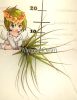 Тилландсия (Tillandsia Melanocrater)