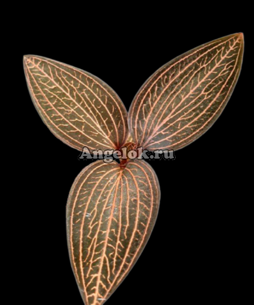 фото Анектохилус (Ludochilus Dominyi × Anoectochilus roxburghii) Тайвань от магазина магазина орхидей Ангелок