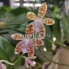Фаленопсис Марии на Тетраспис (Phalaenopsis  mariae × tetraspis 'C1')