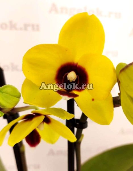 фото Фаленопсис Бонни (Phalaenopsis Bonnie) от магазина магазина орхидей Ангелок