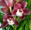 фото Цимбидиум (Cymbidium) c-06_1 от магазина магазина орхидей Ангелок