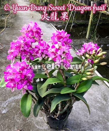 фото Каттлея (C. Yuan Dung Sweet 'Dragon fruit') Тайвань от магазина магазина орхидей Ангелок