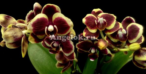 фото Фаленопсис (Phalaenopsis Brown Sugar) от магазина магазина орхидей Ангелок
