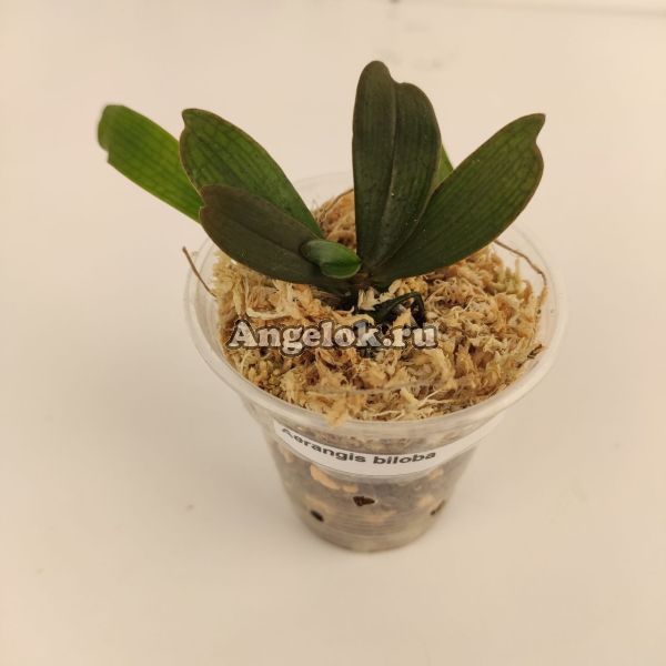 фото Аэрангис билоба (Aerangis biloba) от магазина магазина орхидей Ангелок