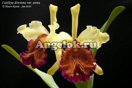 фото Каттлея Довиана Аурея (Cattleya dowiana aurea) детка от магазина магазина орхидей Ангелок