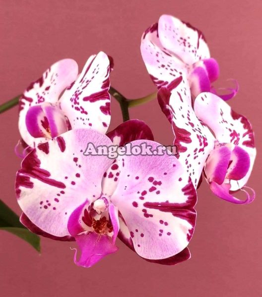 фото Фаленопсис Магик Арт (Phalaenopsis Magic Art) от магазина магазина орхидей Ангелок