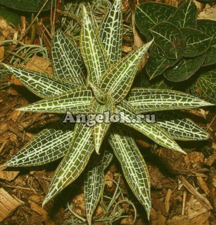 фото Гудиера щетинистая (Goodyera hispida) Тайвань от магазина магазина орхидей Ангелок