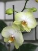 фото Фаленопсис (Phalaenopsis Golden Jaguar) от магазина магазина орхидей Ангелок
