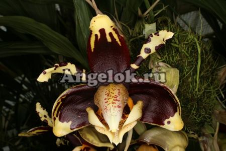фото Стангопея (Stanhopea tigrina var. Nigroviolacea) детка от магазина магазина орхидей Ангелок