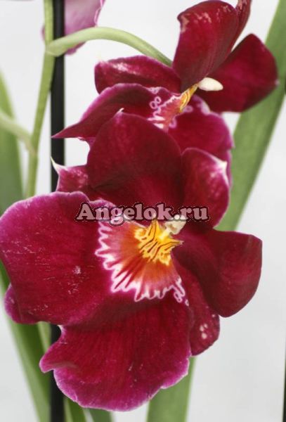 фото Мильтония (Miltonia) milt-03_1 от магазина магазина орхидей Ангелок