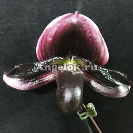 фото Пафиопедилум (Paph.Doya Youbeautiful × sib) от магазина магазина орхидей Ангелок