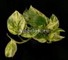 Эпипремнум Мраморная Королева (Epipremnum Marble Queen)