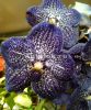 фото Ванда (Vanda Sunanda Jeff Leatham) пятнистая от магазина магазина орхидей Ангелок