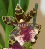 фото Зигопеталум (Zygopetalum) z-06 от магазина магазина орхидей Ангелок