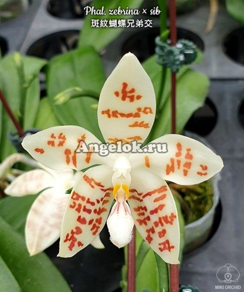 фото Фаленопсис Зебрина (Phalaenopsis zebrina × sib) Тайвань от магазина магазина орхидей Ангелок