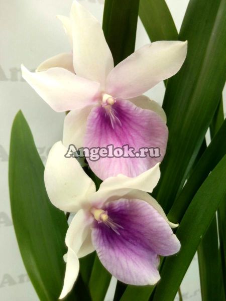 фото Мильтония блистательная (Miltonia spectabilis) от магазина магазина орхидей Ангелок