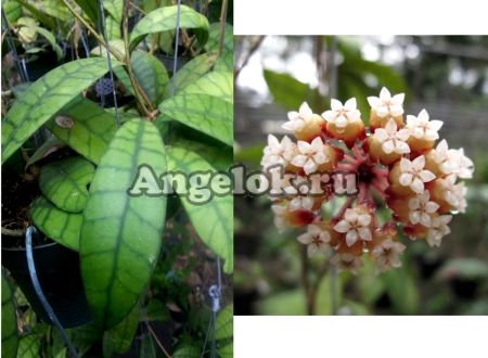 фото Хойя Калистофилла (Hoya Callistophylla) черенок от магазина магазина орхидей Ангелок