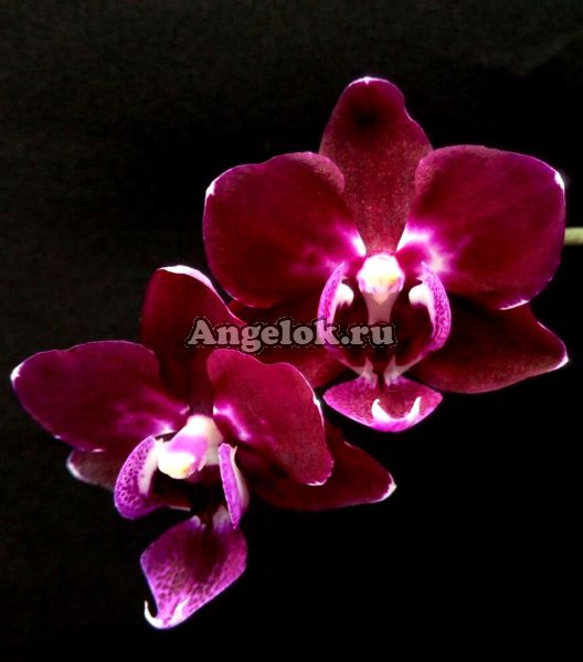 фото Фаленопсис (Phalaenopsis Brazil '52393') от магазина магазина орхидей Ангелок
