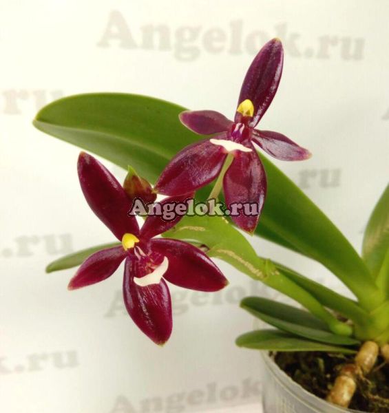 фото Фаленопсис Оленерогий (P.cornu-cervi forma chattaladae'MSH') Тайвань от магазина магазина орхидей Ангелок