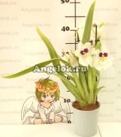 фото Мильтония (Miltoniopsis Herralexandre) от магазина магазина орхидей Ангелок