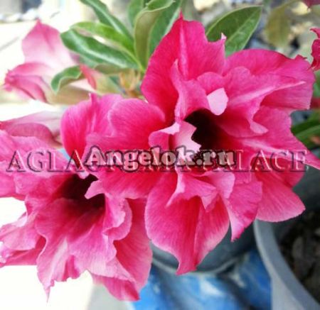 фото Адениум (Adenium obesum Dazy) от магазина магазина орхидей Ангелок