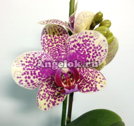 фото Фаленопсис (Phalaenopsis ) ph-96 от магазина магазина орхидей Ангелок