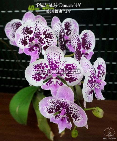 фото Фаленопсис Биг Лип (Phalaenopsis Miki Dancer '14') Тайвань от магазина магазина орхидей Ангелок