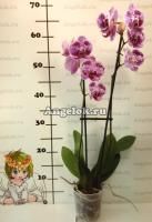 Фаленопсис (Phalaenopsis ) ph-54_1