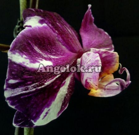 фото Фаленопсис Каменная роза (Phalaenopsis Stone rose) от магазина магазина орхидей Ангелок