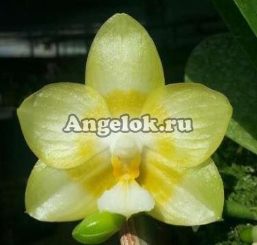 фото Фаленопсис (Phalaenopsis Yaphon Lover) Тайвань от магазина магазина орхидей Ангелок