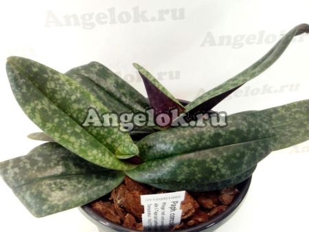 фото Пафиопедилум конколор (Paphiopedilum concolor) от магазина магазина орхидей Ангелок