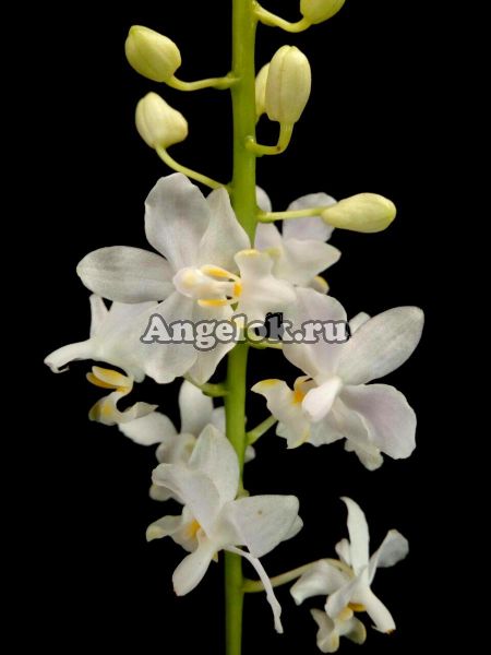 фото Фаленопсис Пульхеррима альба (Phalaenopsis pulcherrima var. alba) от магазина магазина орхидей Ангелок