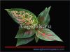 фото Аглаонема (Aglaonema Venus) от магазина магазина орхидей Ангелок