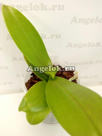 фото Фаленопсис (Phalaenopsis equestris 'Aparri') от магазина магазина орхидей Ангелок