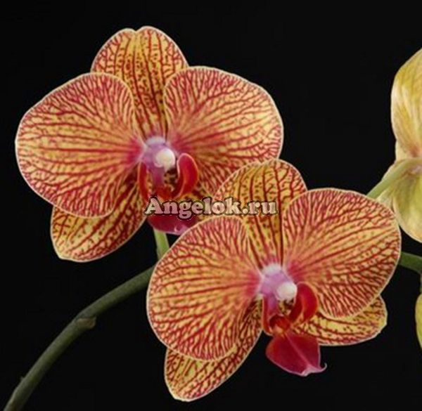 фото Фаленопсис (Phalaenopsis Brazil '5701') от магазина магазина орхидей Ангелок