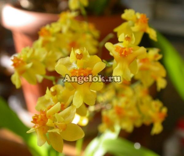 фото Онцидиум (Oncidium Twinkle 'Yellow') детка от магазина магазина орхидей Ангелок
