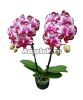фото Фаленопсис (Phalaenopsis Lianher Focus) Тайвань от магазина магазина орхидей Ангелок