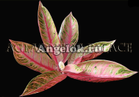 фото Аглаонема красная (Pink Sumatha) от магазина магазина орхидей Ангелок