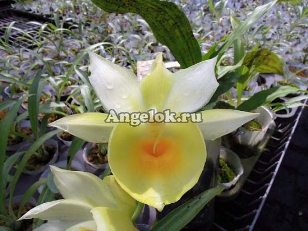 фото Катасетум (Catasetum Bound for Glory) от магазина магазина орхидей Ангелок