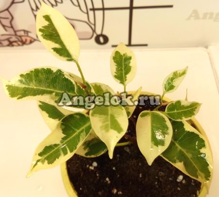 фото Фикус Бенджамина (F.benjamina 'Starlight') Старлайт от магазина магазина орхидей Ангелок