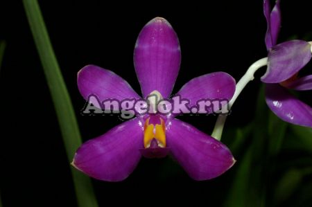 фото Фаленопсис Пульхра (Phalaenopsis pulchra × sib) Тайвань от магазина магазина орхидей Ангелок