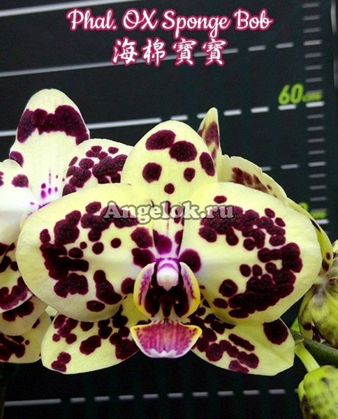 фото Фаленопсис (Phalaenopsis OX Sponge Bob) Тайвань от магазина магазина орхидей Ангелок