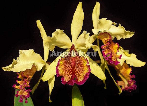 фото Каттлея Довиана (Cattleya dowiana) от магазина магазина орхидей Ангелок