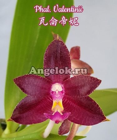 фото Фаленопсис (Phalaenopsis Valentinii) Тайвань от магазина магазина орхидей Ангелок