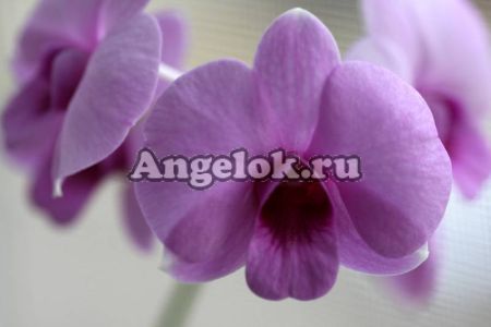 фото Дендробиум фаленопсис мини (Dendrobium Phalaenopsis ) d-05 от магазина магазина орхидей Ангелок
